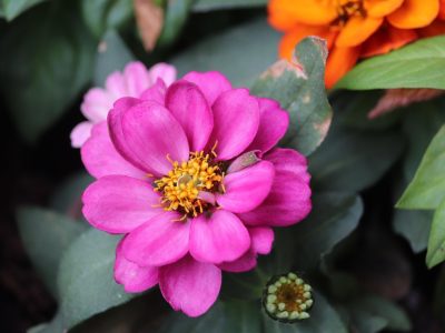 Puzzle de Patio con flores, vista previa
