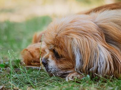Puzzle de Perros: Perrito rojizo cruce de pequinés y spaniel tibetano