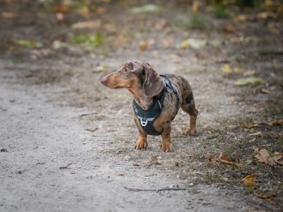 Puzzle de Perro salchicha en otoño, vista previa