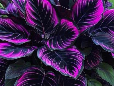 Puzzle de Planta de calatea con hojas estampadas