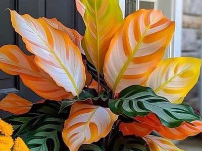 Puzzle de Planta de exterior con hojas exuberantes