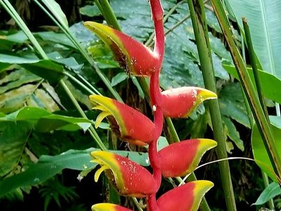 Puzzle de Planta Heliconia rostrata, pinza de langosta
