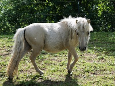 Puzzle de Poni en la granja, vista previa