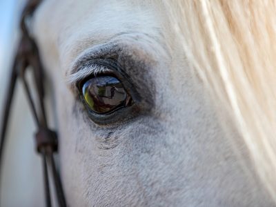 Puzzle de Puzzle de Retrato de un caballo blanco