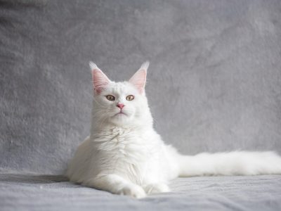 Puzzle de Retrato de un maine coon, vista previa