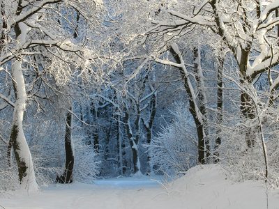 Puzzle de Puzzle de Sendero forestal cubierto de nieve