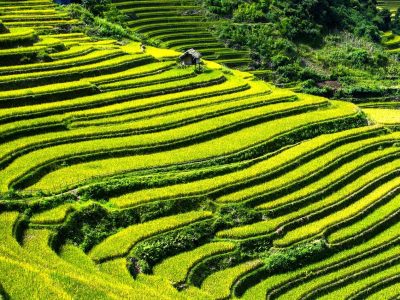 Puzzle de Paisajes: Terrazas de arroz