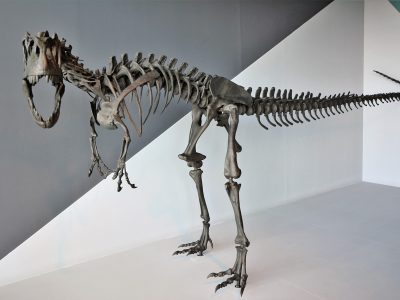 Dinosaurios Puzzle: Tiranosaurio rex