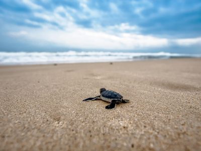 Puzzle de Tortuga marina