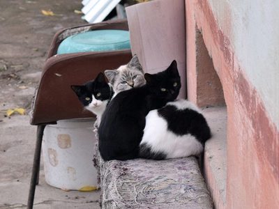 Puzzle de Tres gatitos acurrucados juntos