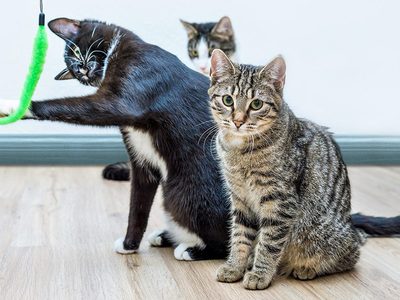 Puzzle de Tres gatos posando juntos
