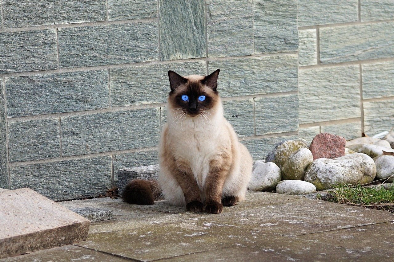 Chat siamois