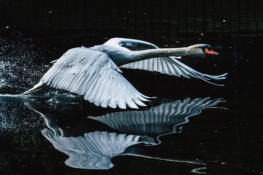 Puzzle Puzzle Cygne volant avec reflet