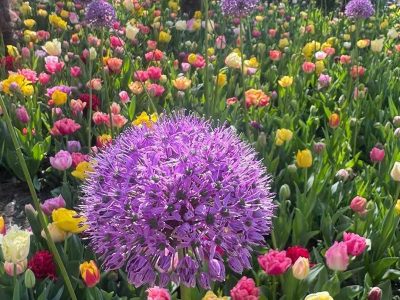 Puzzle Allium giganteum entouré de tulipes, aperçu