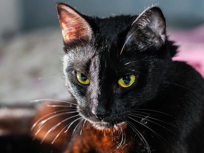 Puzzle Animal de compagnie chat noir