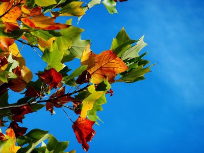 Puzzle Beagle dans les feuilles d'automne