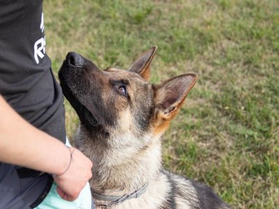 Puzzle Berger allemand dans les champs