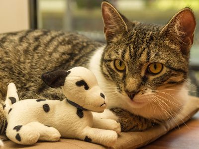 Puzzle Chat avec jouet, aperçu