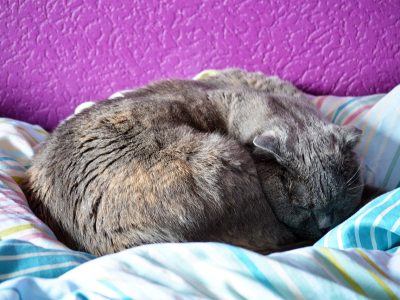 Puzzle Chat endormi sur une couverture, aperçu