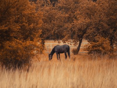 Puzzle Cheval dans la forêt d'automne, aperçu