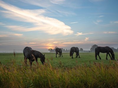 Puzzle Puzzle Cheval frison