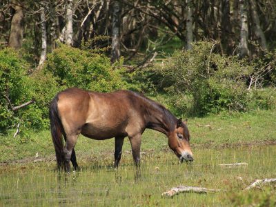 Puzzle Chevaux : Chevaux au bord de la rivière