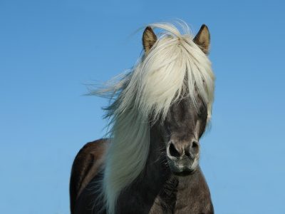 Puzzle Puzzle Chevaux islandais dans la neige