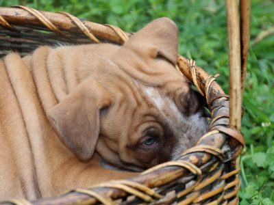 Puzzle Chiots dans un panier