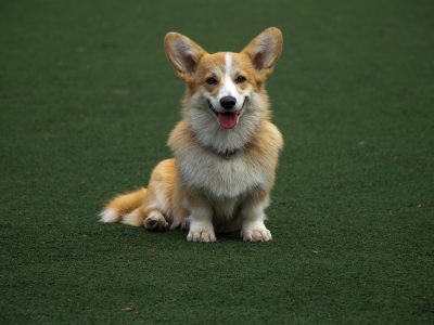 Puzzle Corgi souriant