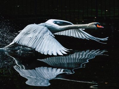 Puzzle Cygne volant avec reflet
