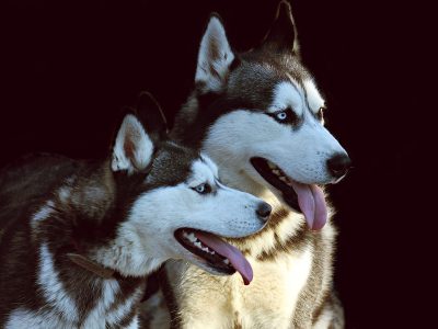 Puzzle Deux paires de chiens husky