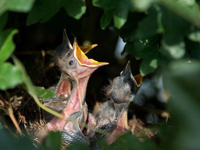 Puzzle Oiseaux : Éclosions de nids d'oiseaux