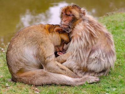Puzzle Famille de singes de Barbarie