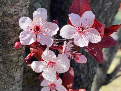 Puzzle Fleur de prunier Prunus cerasifera, aperçu