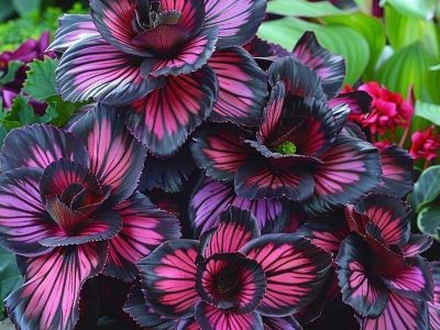 Puzzle Puzzle Fleurs avec un motif saisissant allant du violet foncé au noir