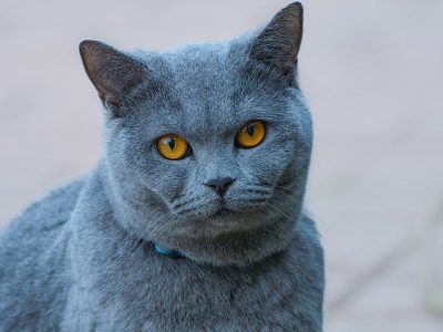 Puzzle Gros plan de beau chat