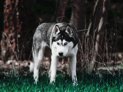 Puzzle Puzzle Husky dans la neige