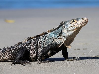 Puzzle Puzzle Iguane, lézard, reptile sur la plage
