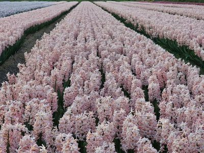 Puzzle Puzzle Jacinthes roses de Chine