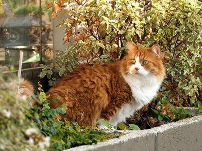 Puzzle Puzzle Jardin de couleur chat orange blanc