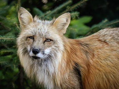 Puzzle Le renard roux présente plusieurs variations de couleur, aperçu