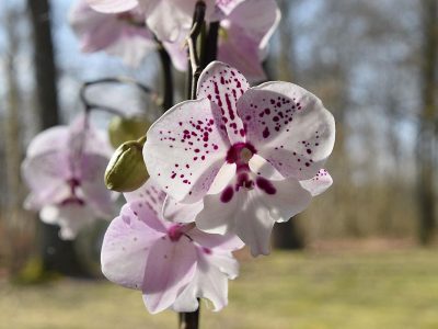 Puzzle Puzzle Orchidée originaire d'Asie du Sud-Est