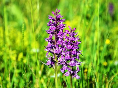 Puzzle Puzzle Orchidées grandes espèces européennes