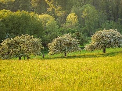 Puzzle Paysage naturel d'arbres fruitiers de prairie, aperçu