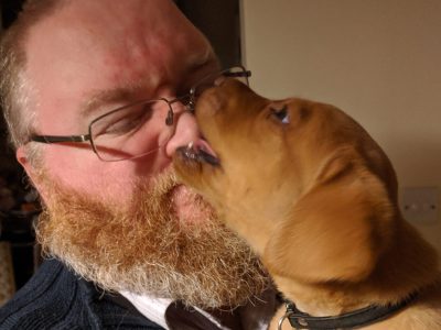 Puzzle Renard roux labrador mangeant le nez de papa