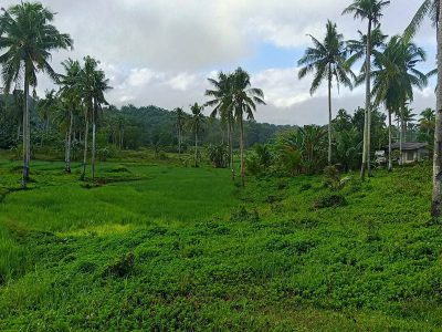Puzzle Rizières de l'île de Bohol