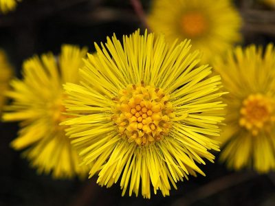 Puzzle Tussilage, plante médicinale au printemps, aperçu