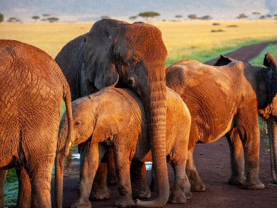 Puzzle Une famille d'éléphants de savane africaine, aperçu