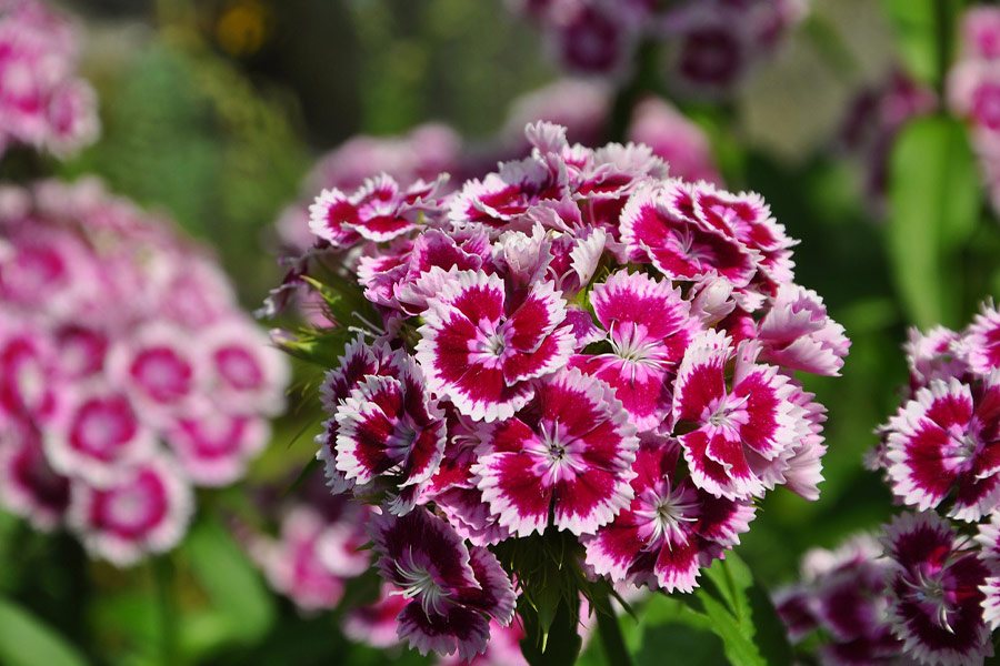 Beautiful Flower in Nature