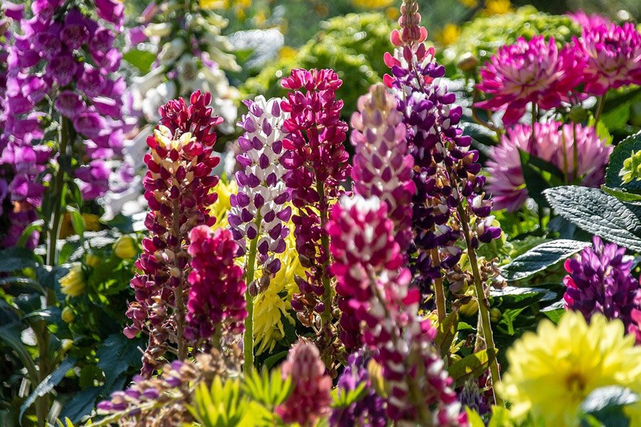 Beautiful Lupins Flowers